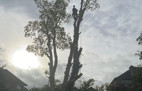 Tree Removal Services London