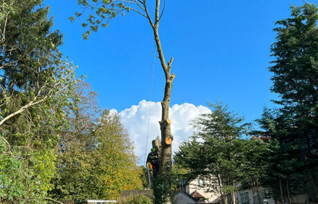 Cheap Tree Removal Services