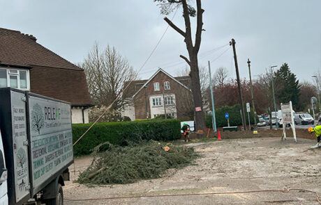 Tree Removal London