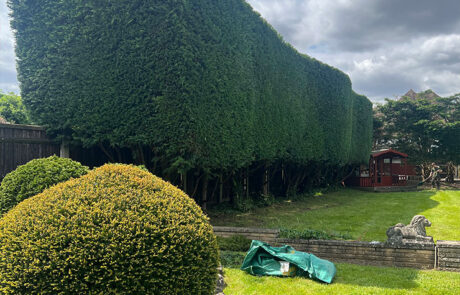 Tree Hedge Cutting Services London