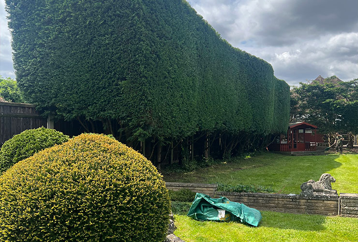 Tree Hedge Cutting Services London