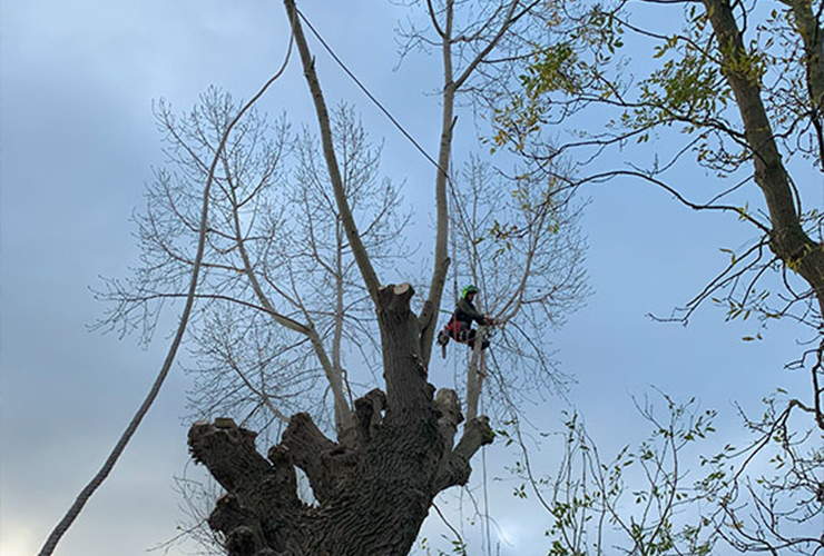 Tree Reductions & Shaping In London