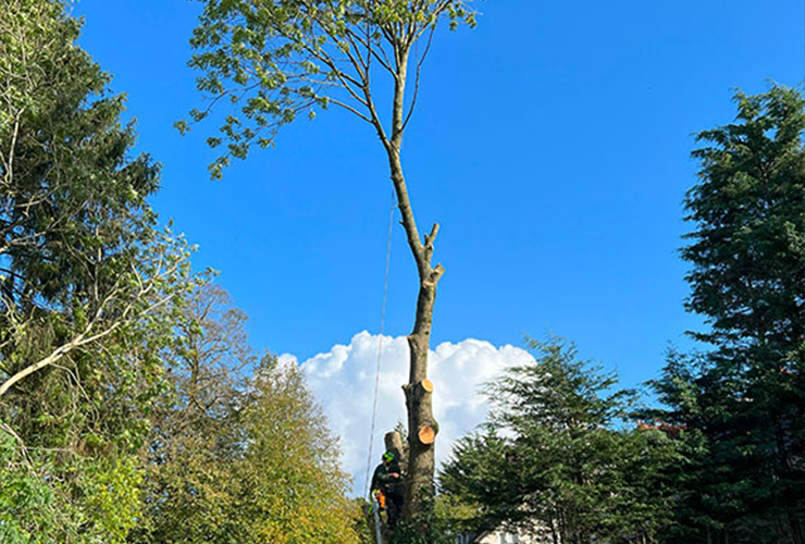 Affordable Tree Reduction & Shaping